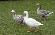 28th Apr 2018 - Geese