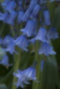 1st May 2018 - Bluebell Study 2