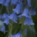 Bluebell Study 2 by helenhall
