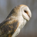 Barn Owl by shepherdmanswife
