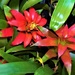 Bromeliad...” Vriesea.” by happysnaps