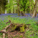 More and More Bluebells  by rjb71