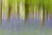 1st May 2018 - Abstract Bluebells 