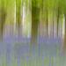Abstract Bluebells  by rjb71
