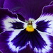 Pansy by carole_sandford