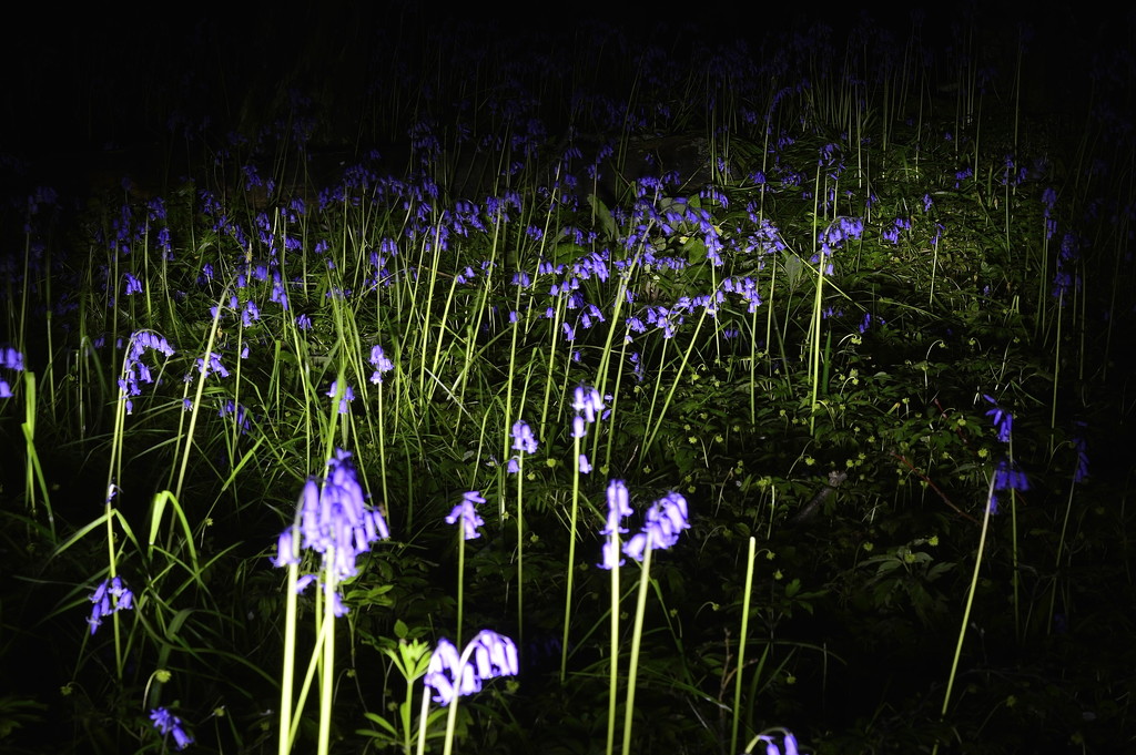 Bluebells in the Dark by redandwhite