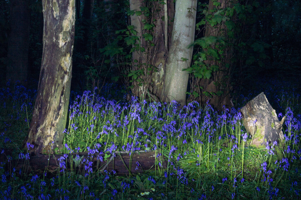 Bluebells by Night by fbailey