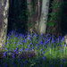 Bluebells by Night by fbailey
