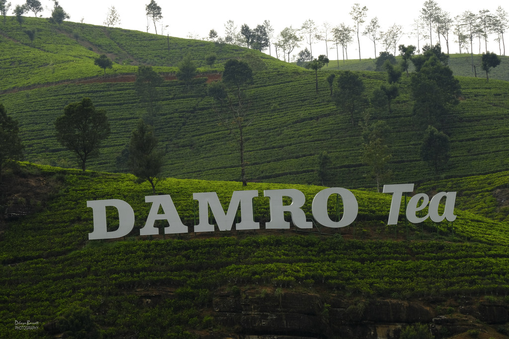 Damro Tea by dkbarnett
