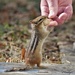 This Chipmunk loves his peanuts! by radiogirl