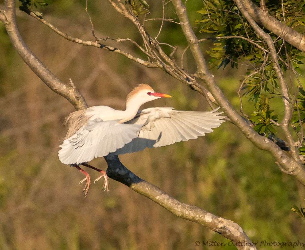 Cattle Egret by dridsdale