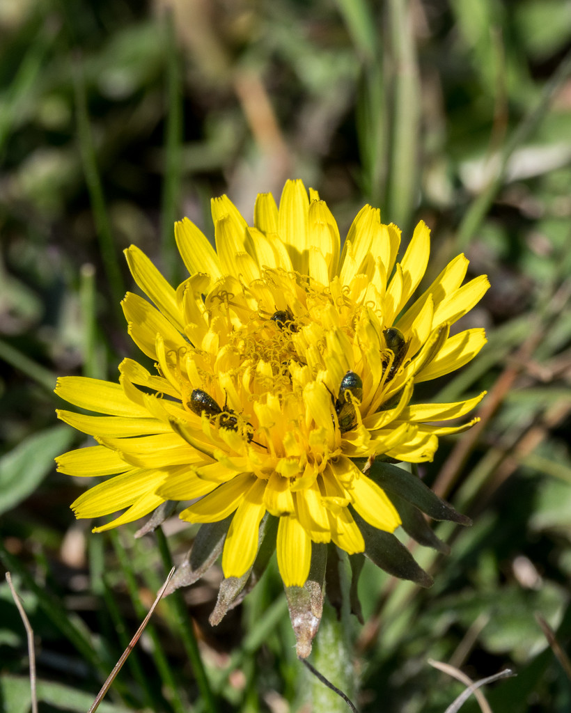 Dandelion with ants by rminer