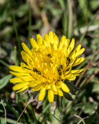 1st May 2018 - Dandelion with ants