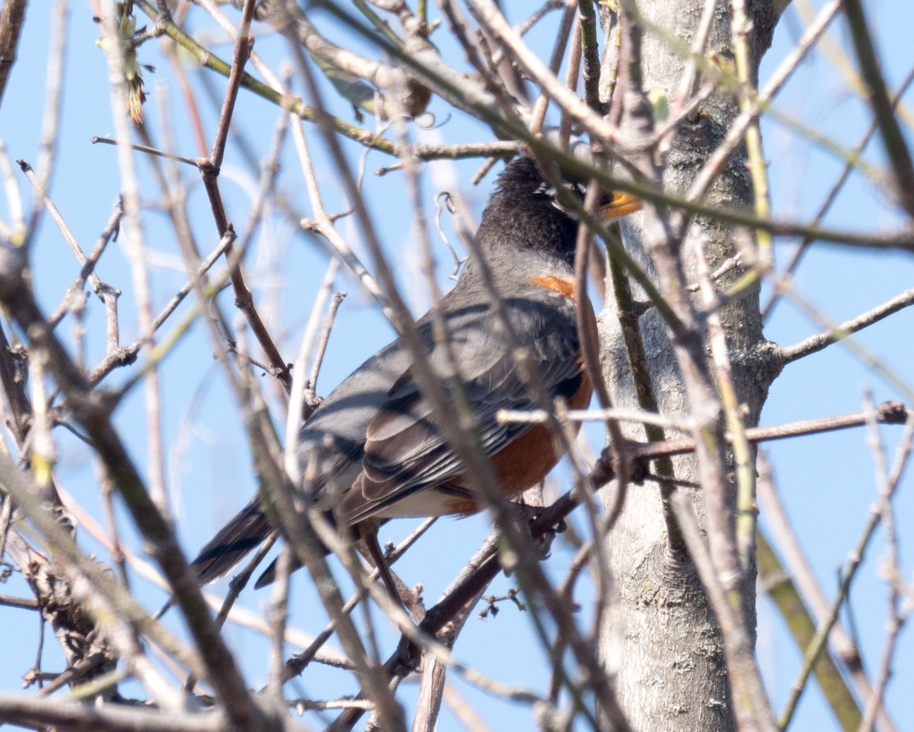 American Robin hiding in a tree by rminer