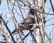1st May 2018 - American Robin hiding in a tree