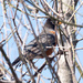 American Robin hiding in a tree by rminer