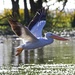 LHG_3664 Pelican in flight  by rontu