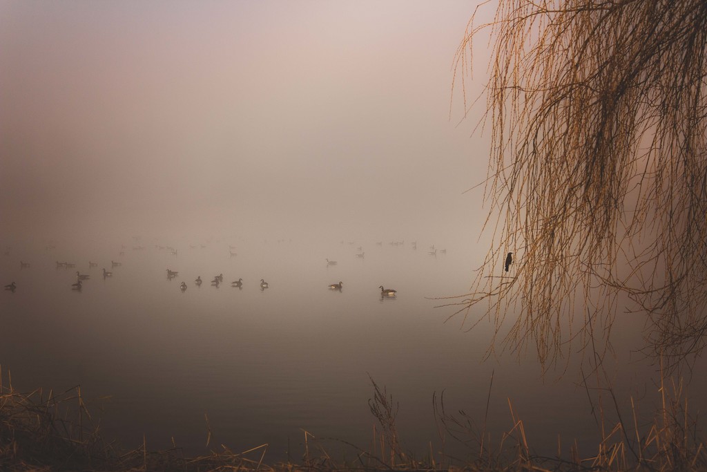 Avian in the mist by adi314