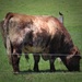 My Friend Bull by digitalrn