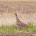 roadside grouse by aecasey
