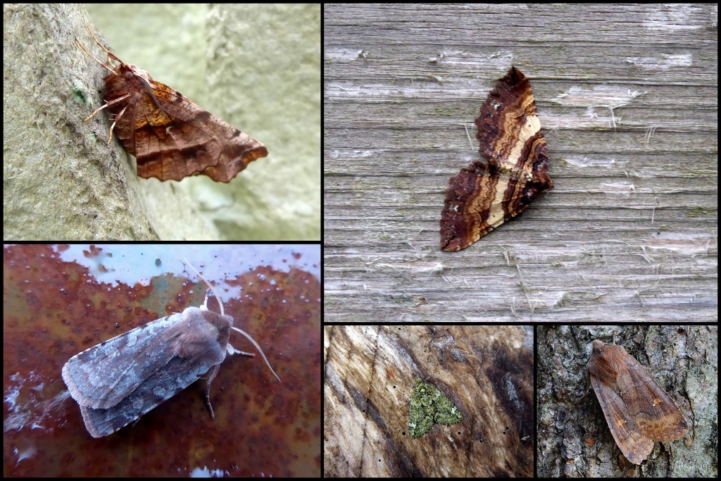 Garden moths 4 by steveandkerry