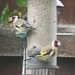 Goldfinches at Lunch by phil_sandford
