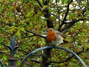 2nd May 2018 - Robin 