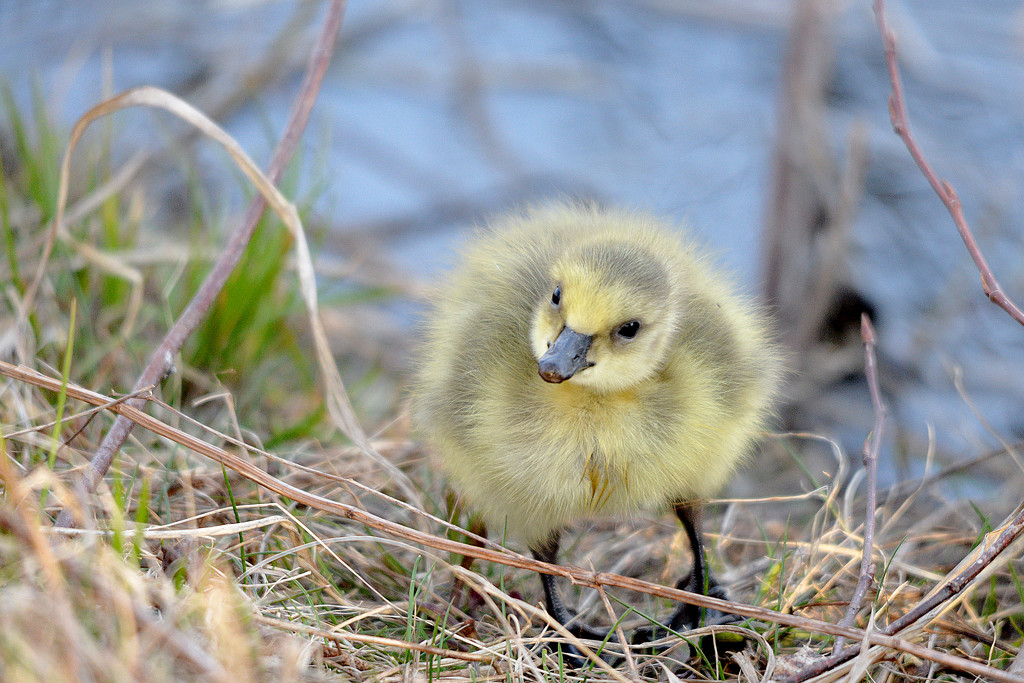 First little gosling! by fayefaye