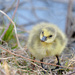 First little gosling! by fayefaye