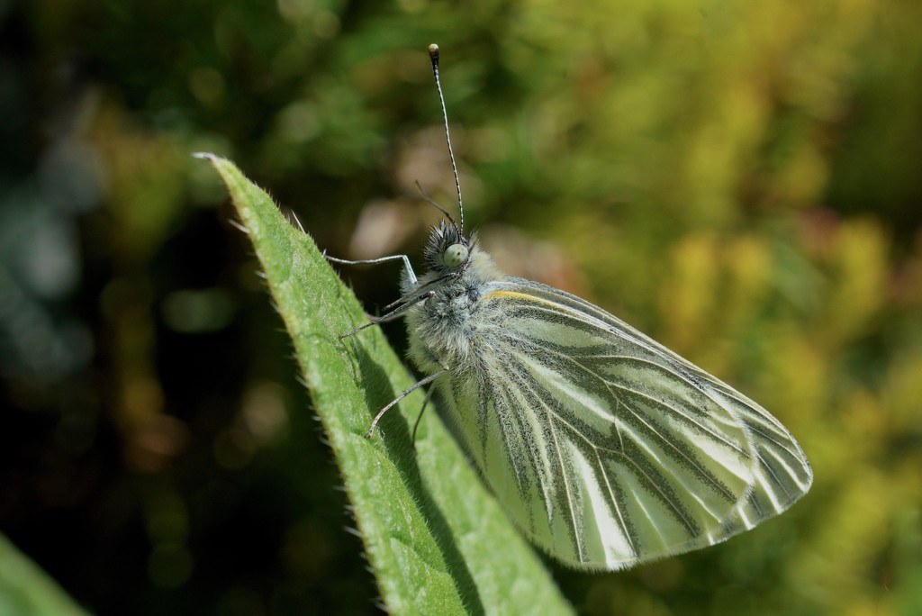 GREEN - VEINED WHITE by markp