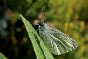 1st May 2018 - GREEN - VEINED WHITE