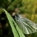 GREEN - VEINED WHITE by markp