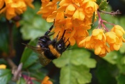 1st May 2018 - BEE FEEDING ON BERBERIS