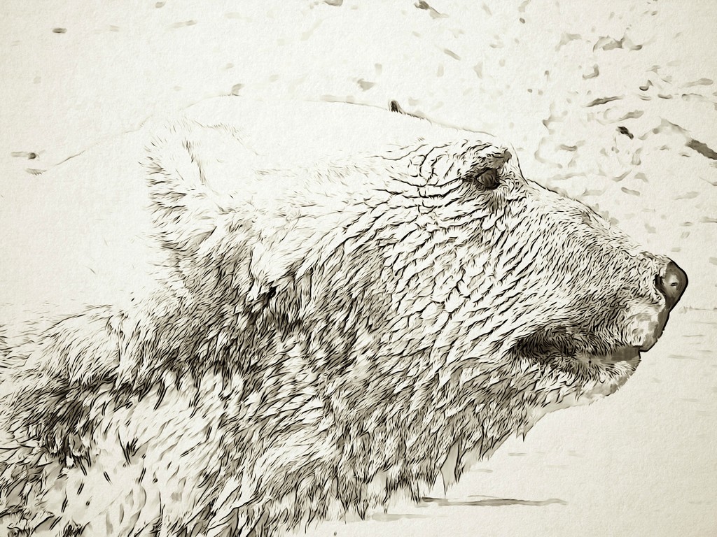 Polar Bear by janeandcharlie