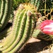 Cactus Bud by harbie