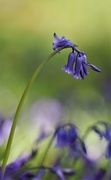 2nd May 2018 - The Bluebell Is .....
