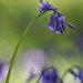 The Bluebell Is ..... by motherjane