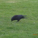 crow by arthurclark