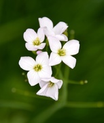 1st May 2018 - Cuckoo Flowers