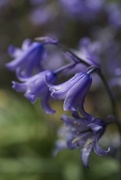 2nd May 2018 - Bluebells