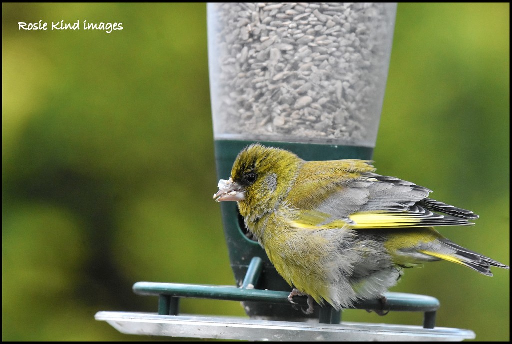 I hope this isn't a poorly greenfinch by rosiekind