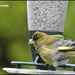 I hope this isn't a poorly greenfinch by rosiekind