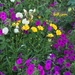 Purple petunias by congaree