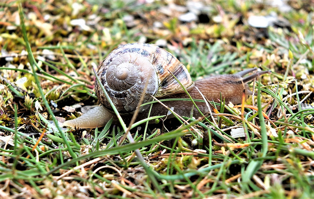 Snails eye view! by bigmxx