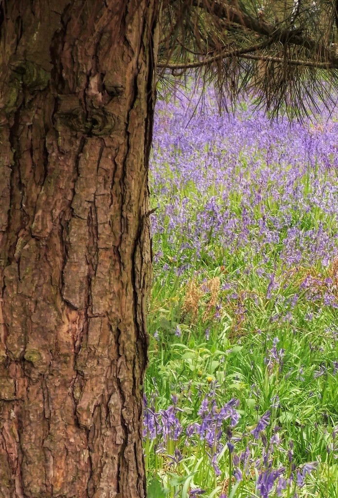 Bluebell wood by suzanne234
