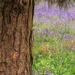 Bluebell wood by suzanne234