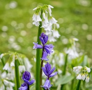 2nd May 2018 - Blue and white bells