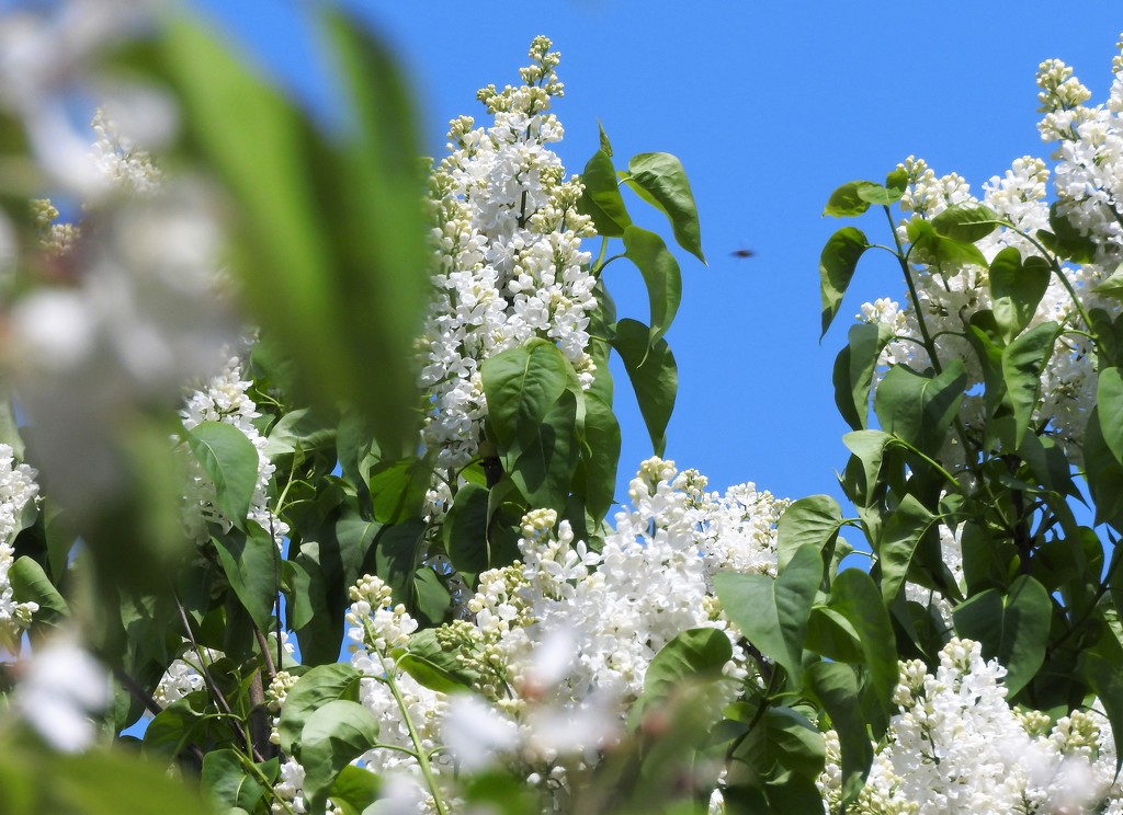 DSCN9557 white flowers and blue sky by marijbar