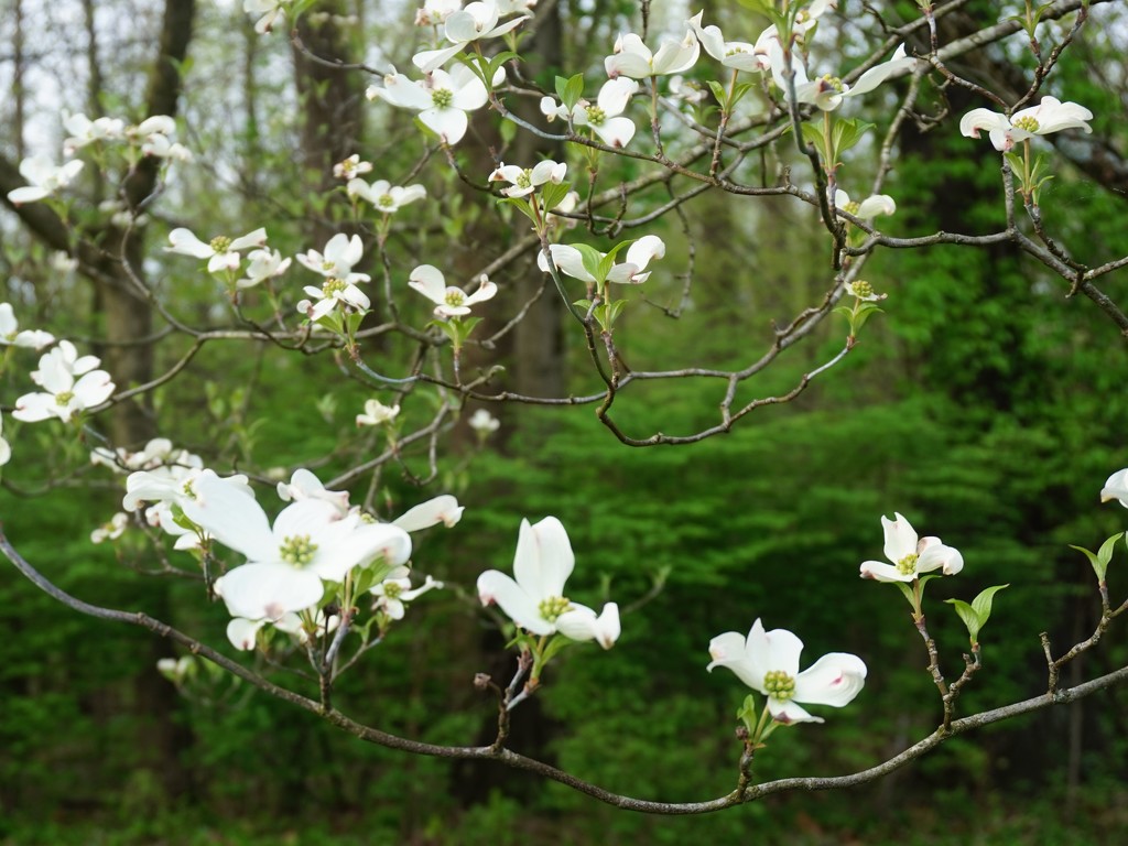 The dogwood tree is now blooming by tunia