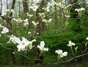 2nd May 2018 - The dogwood tree is now blooming